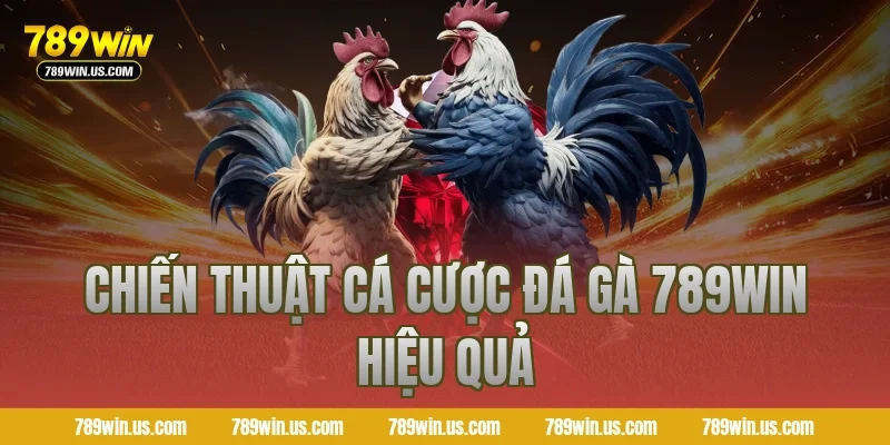 Chiến thuật cá cược đá gà 789WIN hiệu quả