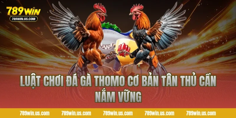 Luật chơi đá gà Thomo cơ bản tân thủ cần nắm vững