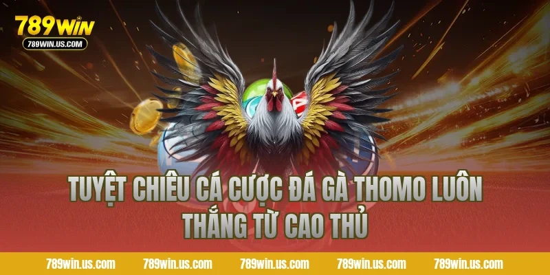 Tuyệt chiêu cá cược đá gà Thomo luôn thắng từ cao thủ